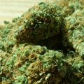 Marijuana-Payment-Processing